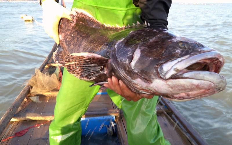 北海龍魚圖片欣賞大全大圖