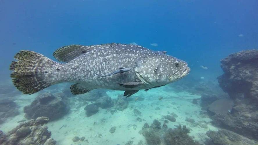 北海龍魚圖片欣賞大全大圖