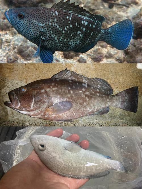 北海龍魚圖片欣賞大全大圖
