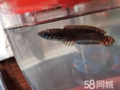雷龍魚易養(yǎng)品種有哪些，帝王雷龍魚、紅尾雷龍魚、彩虹雷龍魚、彩虹雷龍魚飼養(yǎng)水質(zhì)要求詳解