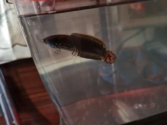 雷龍魚易養(yǎng)品種有哪些，帝王雷龍魚、紅尾雷龍魚、彩虹雷龍魚、彩虹雷龍魚飼養(yǎng)水質(zhì)要求詳解