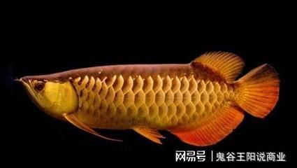 金龍魚須子短：金龍魚的須子短可能有多種原因，金龍魚須子短可能有多種原因