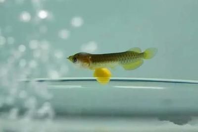 龍魚苗多長（龍魚苗在第一年可以長到15-20厘米左右）