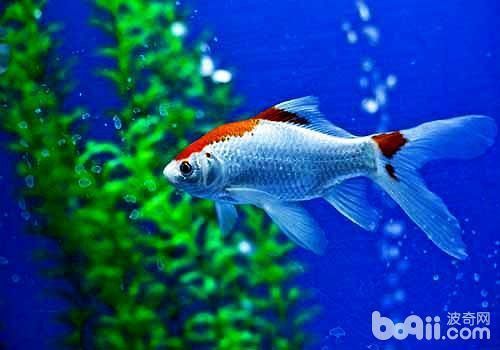 如何預防龍魚魚鰭再次充血？