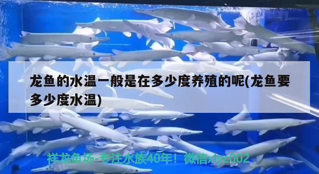 龍魚缸濾材多長時間更換好呢（我想問問各位龍魚缸過濾材料用什么好）