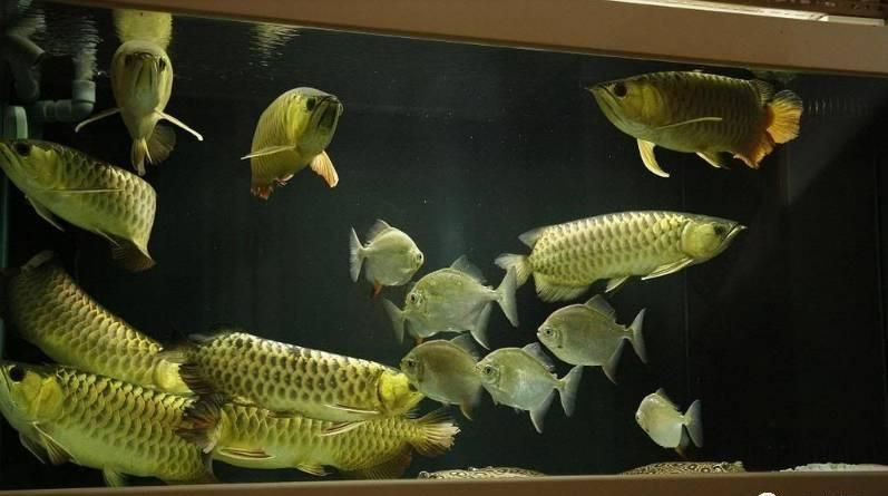 金龍魚多少錢一條？：金龍魚價格多少錢一條