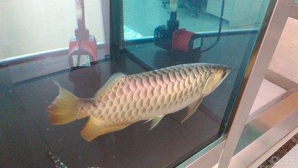 金龍魚多少錢一條？：金龍魚價格多少錢一條