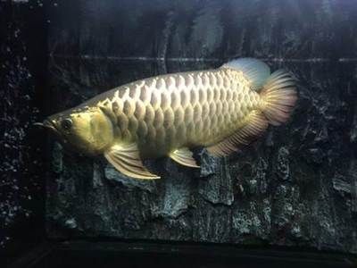 金龍魚多少錢一條？：金龍魚價格多少錢一條