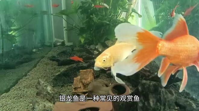 銀龍魚吃什么食物比較好