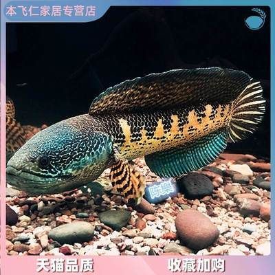 雷龍魚苗子 怎么養，養殖雷龍魚苗子的注意事項