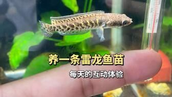 雷龍魚苗子 怎么養，養殖雷龍魚苗子的注意事項