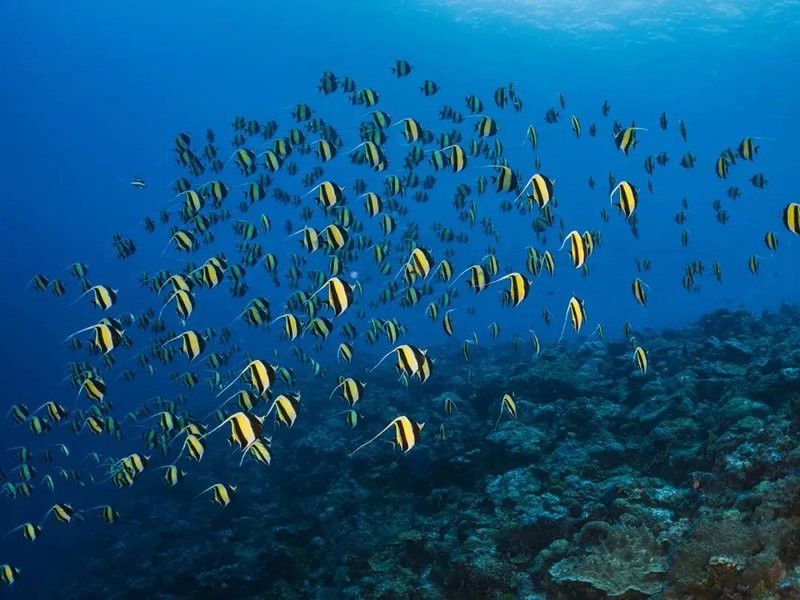 如何拍攝金龍魚的高清照片？