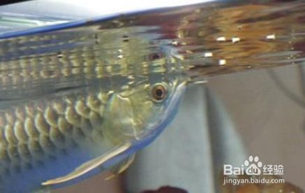 龍魚經常跳缸怎么辦：龍魚跳缸怎么辦