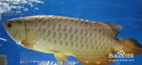 龍魚經常跳缸怎么辦：龍魚跳缸怎么辦