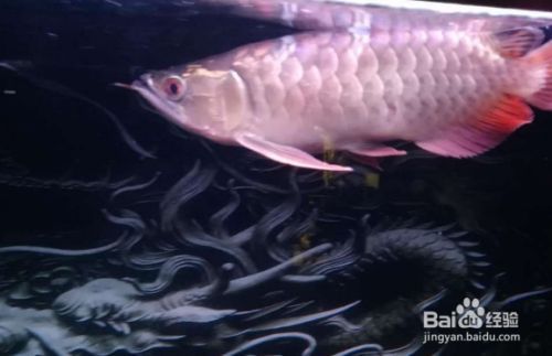 龍魚經常跳缸怎么辦：龍魚跳缸怎么辦