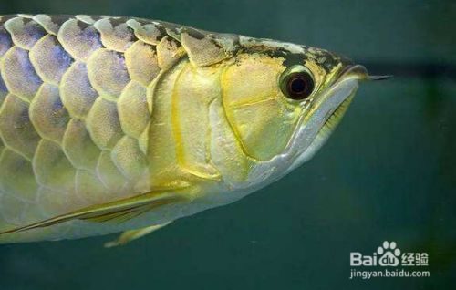 龍魚經常跳缸怎么辦：龍魚跳缸怎么辦