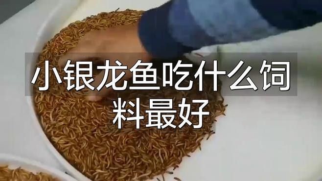 銀龍魚飼料