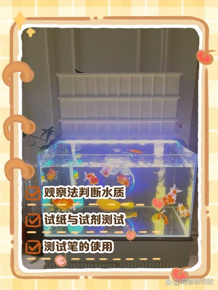 龍魚張嘴呼吸如何改善水質？