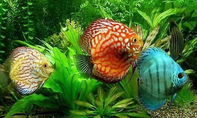 七彩龍魚怎么養殖：七彩龍魚的飼養方法