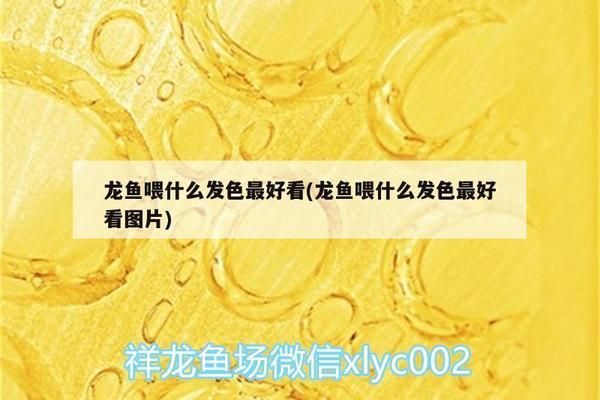 龍魚在缸里快速的游動是為什么：龍魚在缸里快速游動可能是由多種原因引起的
