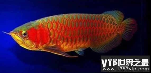 龍魚在缸里快速的游動是為什么：龍魚在缸里快速游動可能是由多種原因引起的