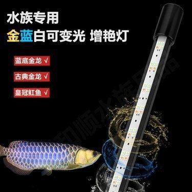 藍白底金龍魚專用燈