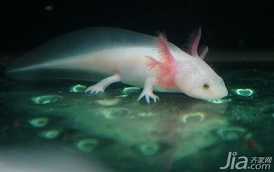 六角恐龍魚是什么魚：六角恐龍魚的飼養技巧