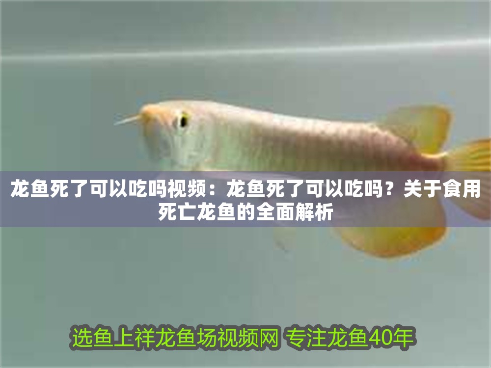 龍魚(yú)死了可以吃嗎視頻：龍魚(yú)死了可以吃嗎？關(guān)于食用死亡龍魚(yú)的全面解析