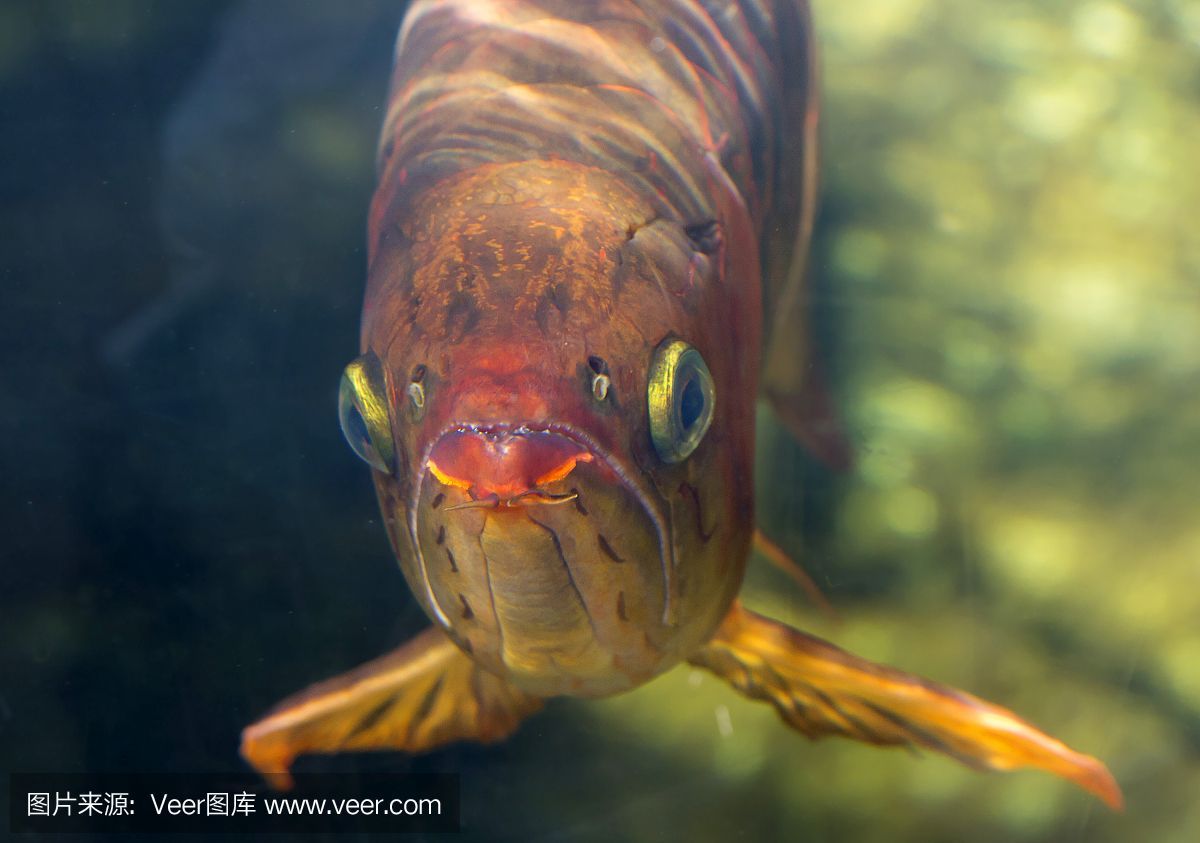 赤紅龍魚