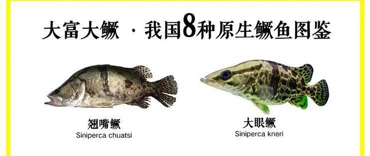 如何區分普通鱖魚和其他種類？