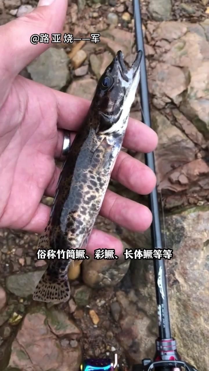 如何區分普通鱖魚和其他種類？