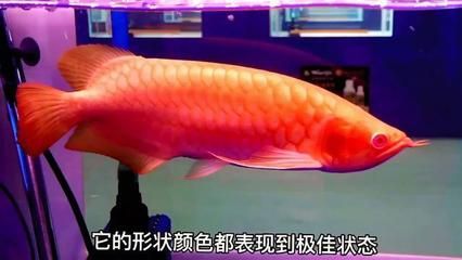 龍魚博覽會【龍魚博覽會龍魚博覽會】