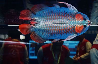 龍魚博覽會【龍魚博覽會龍魚博覽會】