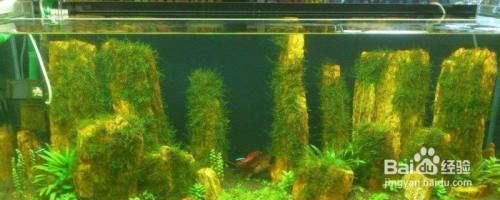 魚缸增氧原理（如何選擇合適魚缸增氧機(jī)魚缸增氧機(jī)維護(hù)技巧）