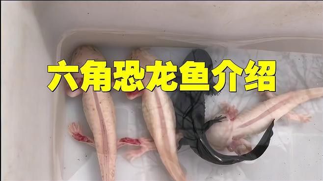 六角恐龍魚能看見嗎