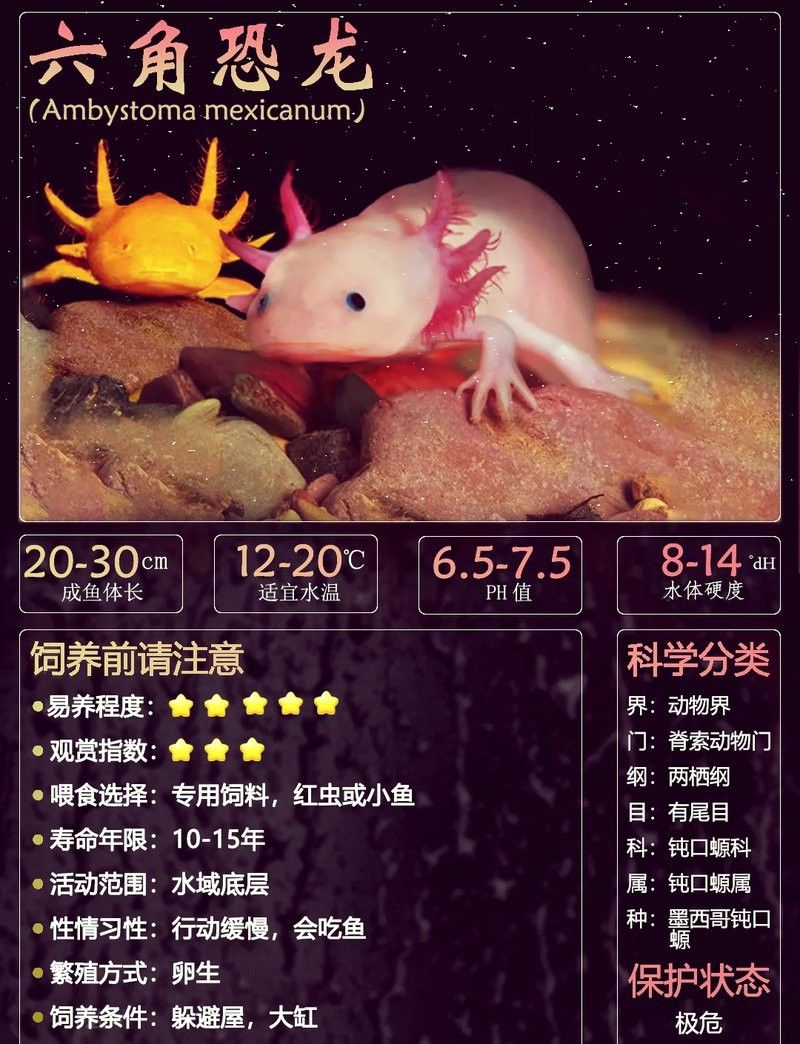 六角恐龍魚能看見嗎