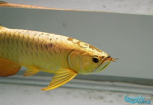 龍魚24k什么意思