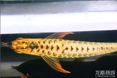 龍魚之巔自由交易平臺：龍魚之巔自由交易平臺用戶評價匯總
