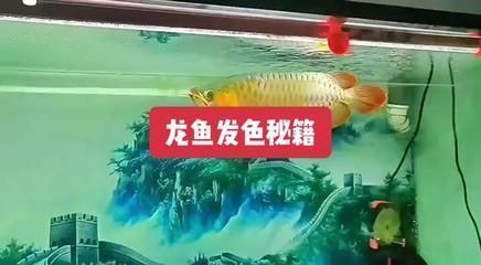 老孫講龍魚發(fā)色的故事（老孫講述了龍魚發(fā)色的秘密）