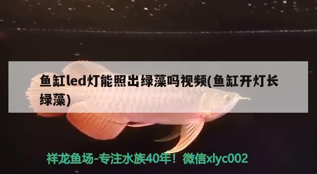 龍魚出水口鴨嘴最佳角度：如何選擇適合龍魚的魚缸，龍魚魚缸水流循環優化技巧