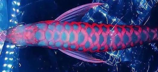 紅龍魚身上都紅了背是黑的【紅龍魚的飼養注意事項】