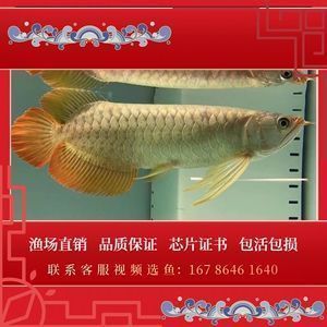 賽級龍魚選購誤區解析：揭秘賽級龍魚挑選常見誤區