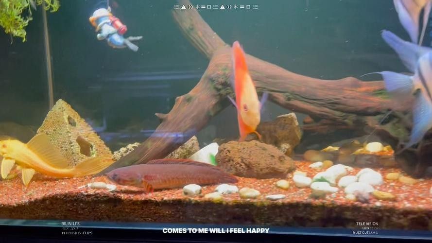 雷龍魚七彩混養(yǎng)圖片 龍魚百科 第4張 雷龍魚七彩混養(yǎng)圖片 雷龍魚七彩混養(yǎng)圖片 龍魚百科 第4張