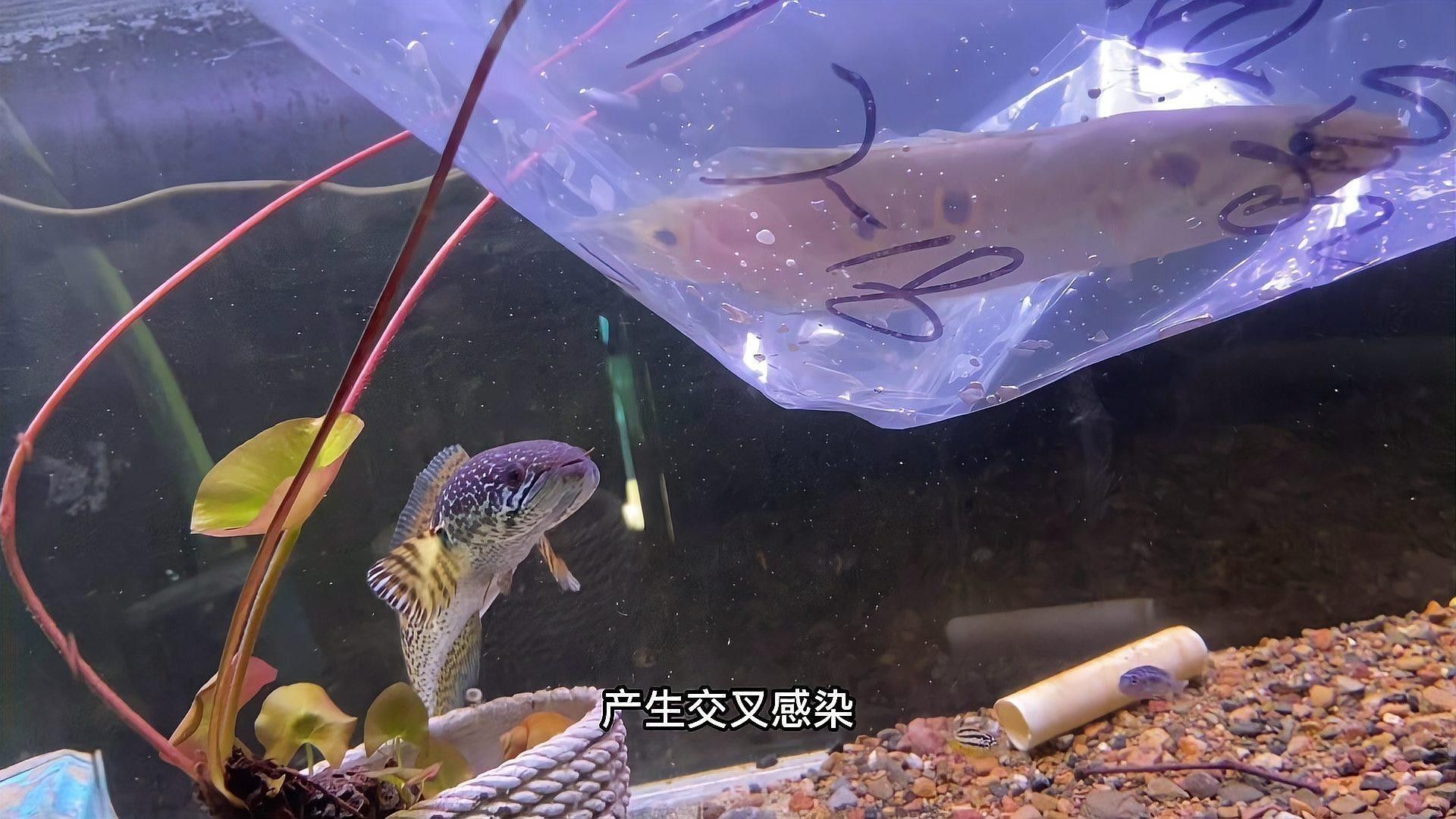 雷龍魚七彩混養(yǎng)圖片 雷龍魚七彩混養(yǎng)圖片 龍魚百科 第23張