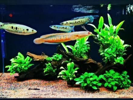 雷龍魚七彩混養(yǎng)圖片 雷龍魚七彩混養(yǎng)圖片 龍魚百科 第24張