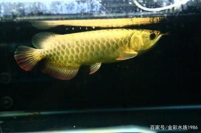 龍魚的分類和品種，紅龍魚的飼養(yǎng)技巧金龍魚的飼養(yǎng)技巧金龍魚的選購指南