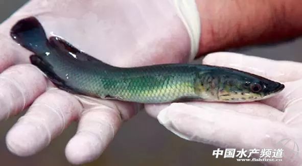 1～2cm的巨骨舌魚苗好養嗎
