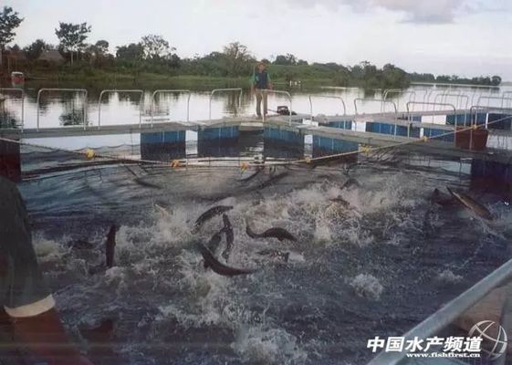 1～2cm的巨骨舌魚苗好養嗎