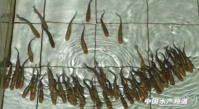 1～2cm的巨骨舌魚苗好養嗎