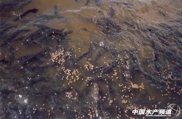 1～2cm的巨骨舌魚苗好養嗎